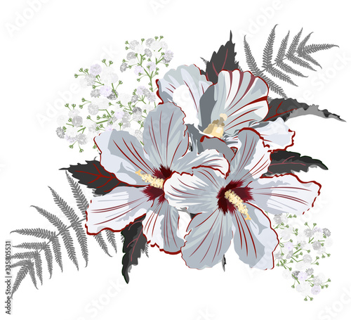 White hibiscus and gypsophila flowers, vector illustration on white background, imitation of watercolor painting.