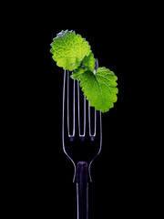 Papier peint photo Salle à manger Fourchette et menthe sur fond noir  © Alexander