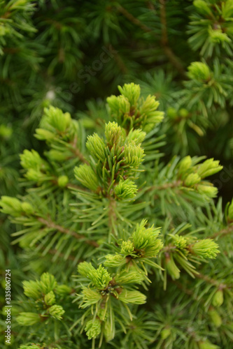 green pine needles