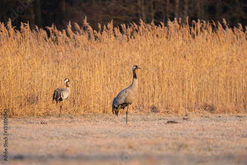 Common crane in wild nature