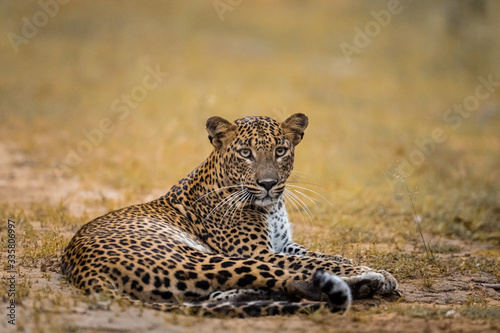 Gazing leopard at Yala National Park photo