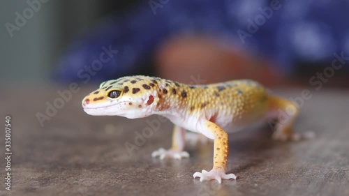 Close up of leopard gecko isolated on a wooden surface. Lizard calmly breathing and moving.