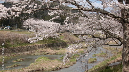三田市の桜