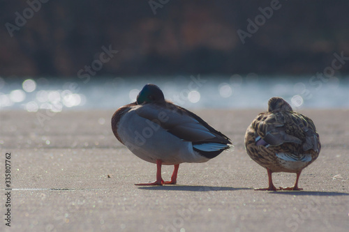 Ducks, female and male, birds walk on the concrete platform, duck, nature, water in the background, bokeh, animals