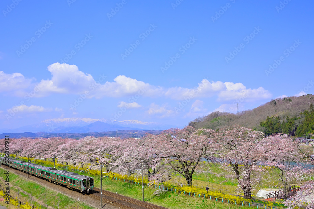 Naklejka premium 桜 宮城 船岡城址公園より展望