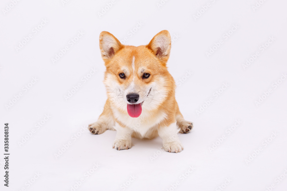 welsh corgi pembroke dog isolated on white background