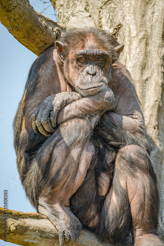 Boring chimpanzee is sitting at the tree and looking at distance, details, closeup