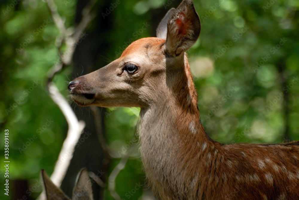 Portrait de petits daims au milieu d'une foret en Europe durant l'été.