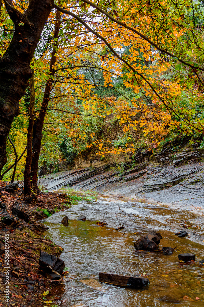 Beautiful lush forest with a river running through lazily Beautiful lush forest with a river running through lazily