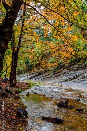 Beautiful lush forest with a river running through lazily 