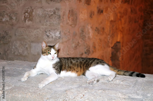 Сat is laying on the ancient limestone wall in the Old City of Jerusalem in the evening, Israel © Gelia