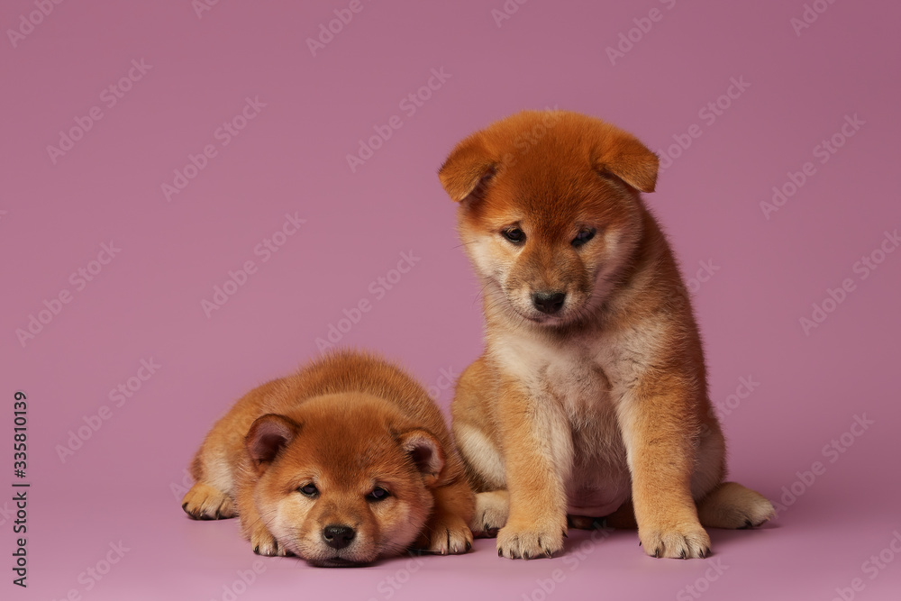 Little shiba inu puppies at pink background