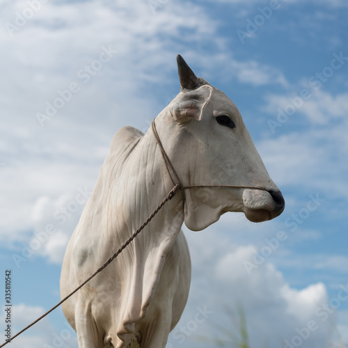 Horse white © Iigo