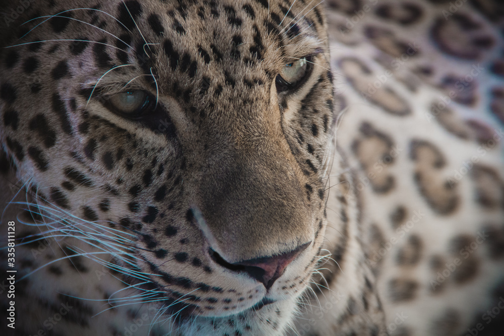 Fototapeta premium Bengal tiger