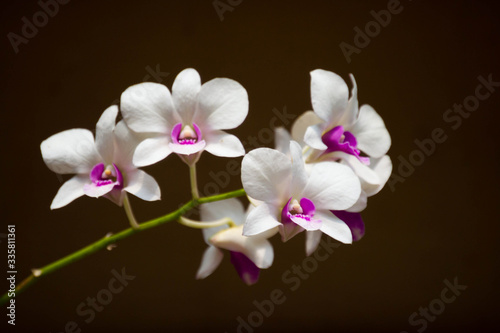 Beautiful white with pink mix Orchid flower with blurry brown background, Orchid,