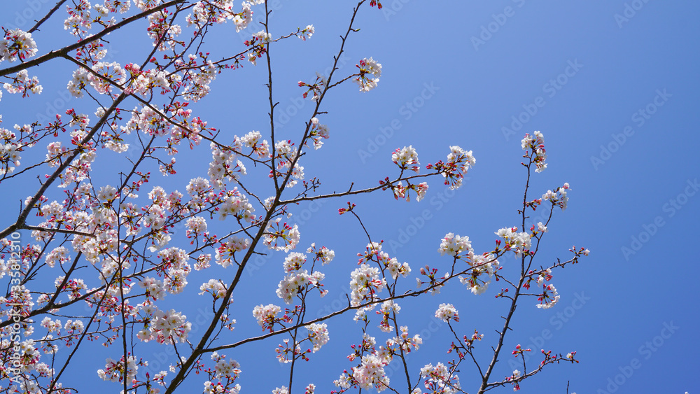 青空と咲き乱れる桜 青空と咲き乱れる桜