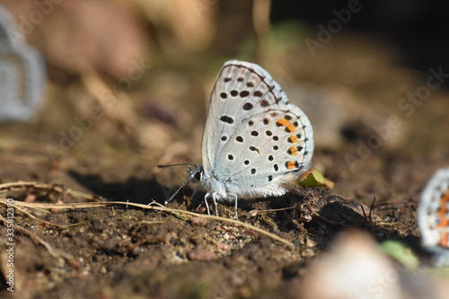Himalayan Blue Butterfly, Pseudophilotes vicrama. Rare little blue butterfly on ground photo