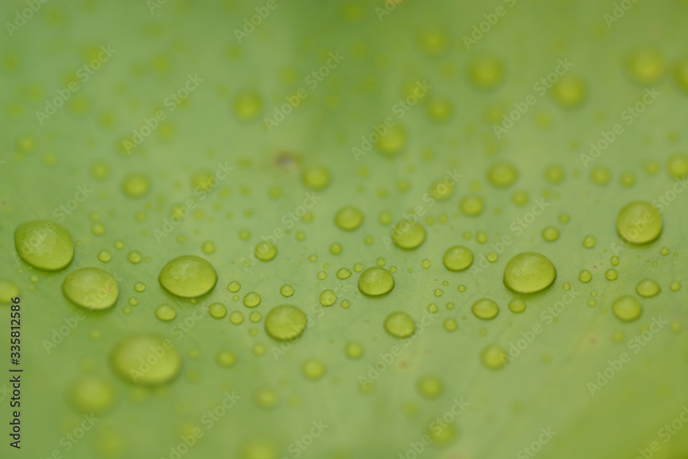 rain drops on green leaf lotus closeup background rain drops on green leaf lotus closeup background