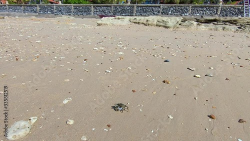 Zoom of Ghost crab (Ocypodidae) walking on sand on the beach. Beautiful and colorful crab running in sand on the Phra Ae long beach in Koh Lanta, Thailand. Green crab with white claws in Full HD.