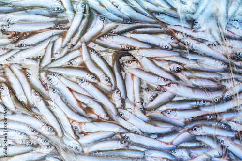 Fishing industry. Fish on in the freezer. Fish is small. Background of frozen fish. Implementation of seafood. Equipment for fishing. Wrapped with polythene. Food sale. Instant freezing of products