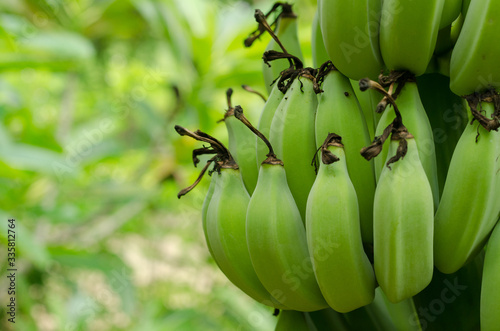Fotografie Close up a bunch of unripe green bananas