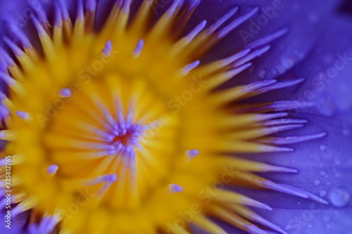 closeup of blooming lotus flowers