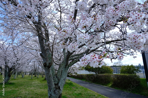 桜～運動公園～