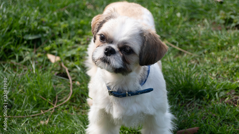 Tres beau et adorable Shihtszu qui coure dans le jardin et fait le fou. Tres beau et adorable Shihtszu qui coure dans le jardin et fait le fou.