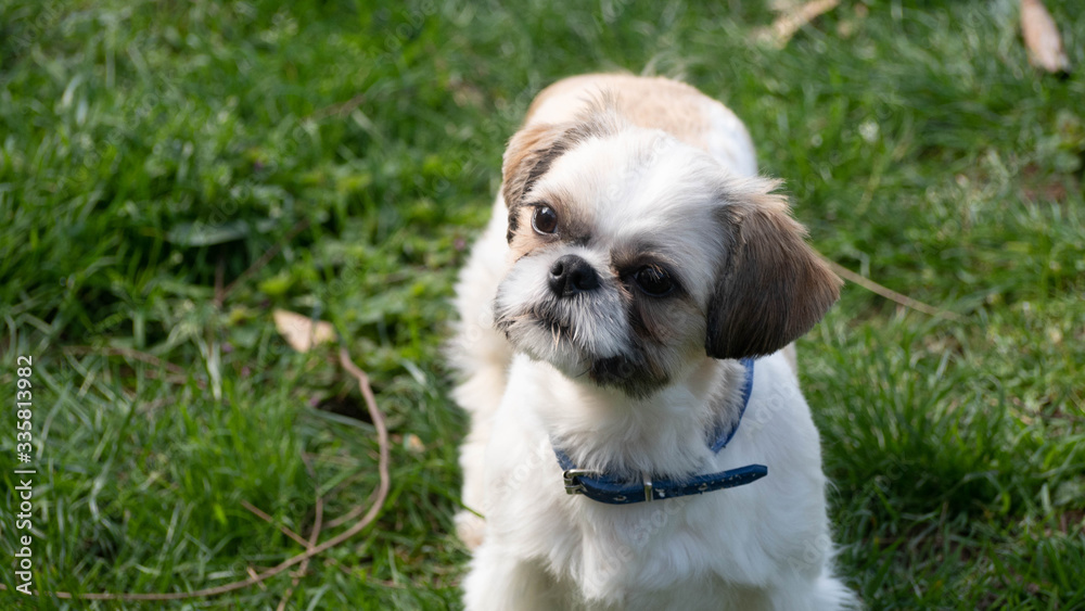 Tres beau et adorable Shihtszu qui coure dans le jardin et fait le fou. Tres beau et adorable Shihtszu qui coure dans le jardin et fait le fou.