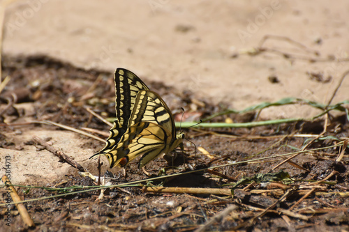 Swallowtail butterfly, Papilio machaon. Yellow swallowtail butterfly in nature
