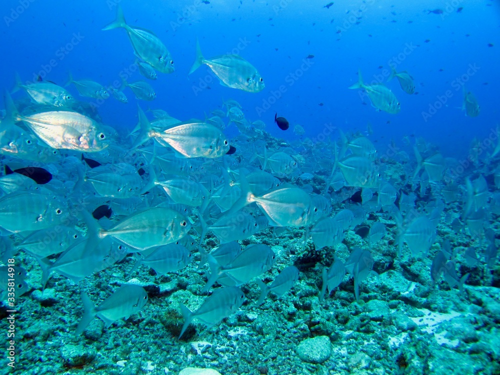 Fototapeta premium 海を泳ぐ灰色の魚の群れ