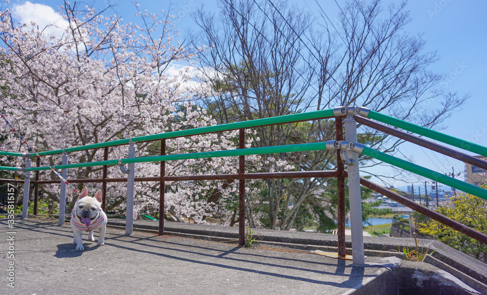 公園と桜とフレンチブルドッグ 公園と桜とフレンチブルドッグ