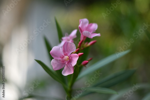 Nerium oleander - Arali flower