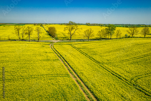 Big yellow rape fields in the spring, aerial view
