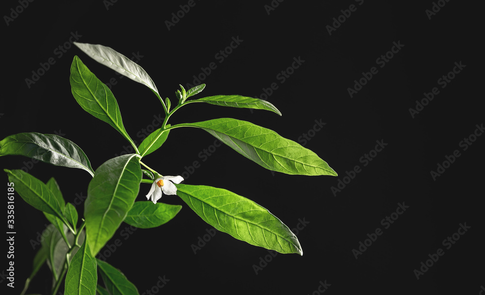 white small flower on a branch of green leaves on a black background white small flower on a branch of green leaves on a black background