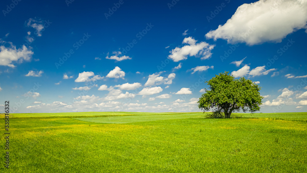 One tree on green field and blue sky in summer