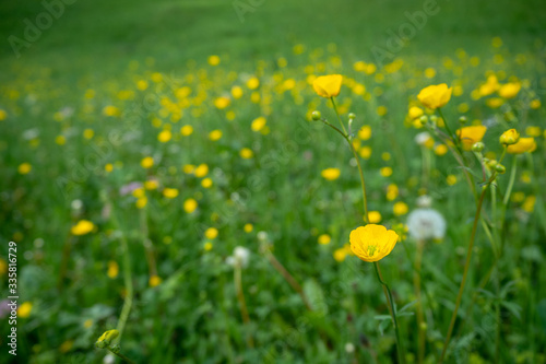 Cute small yellow flowers at outdoor garden on blurred fresh green field background , copy space , wallpaper © Akara