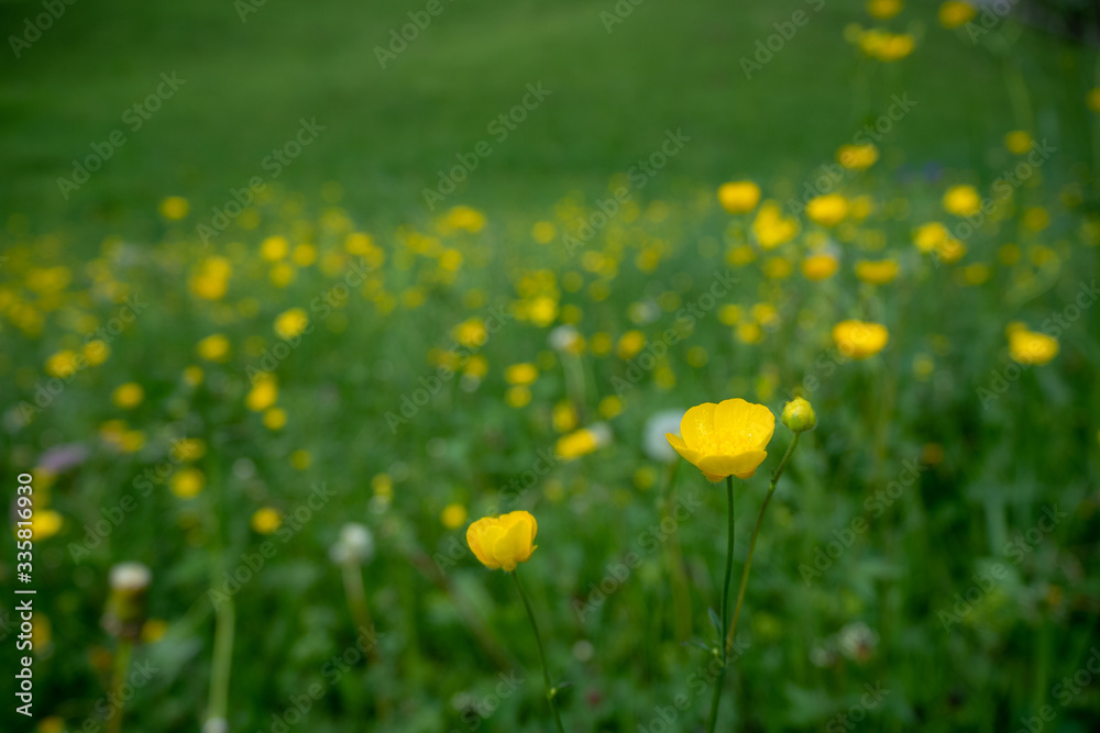 Small yellow flowers at  on blurred fresh green field background , copy space , wallpaper