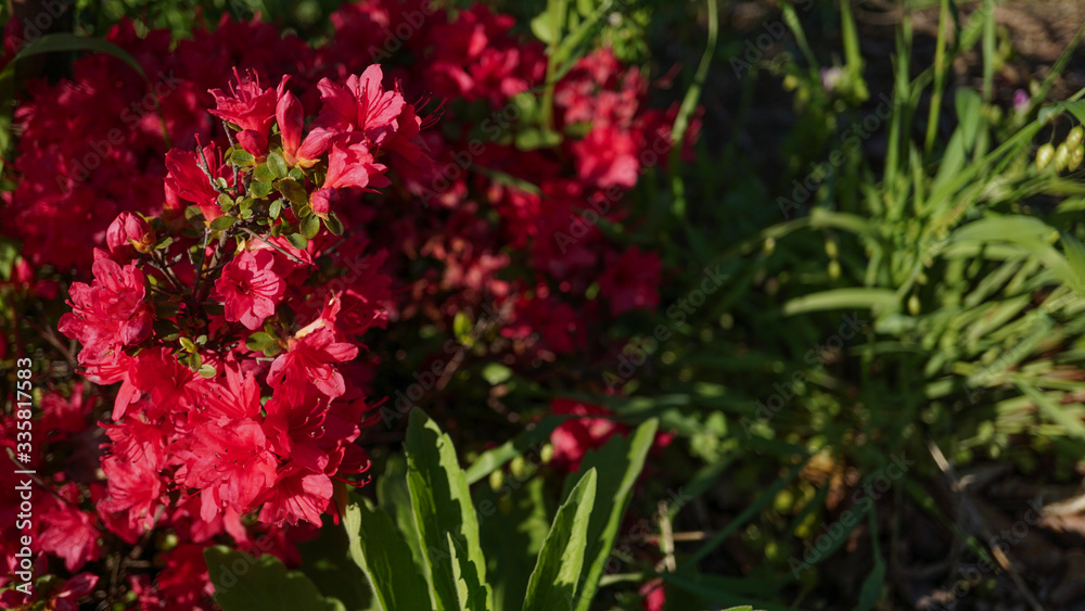 野山に咲く赤い花