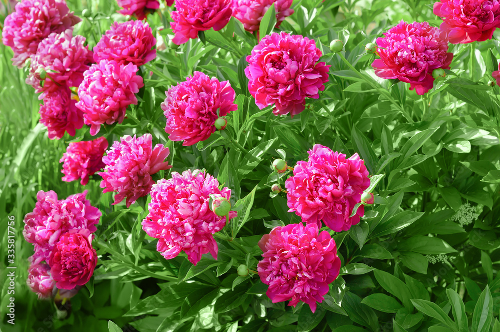 Beautiful peonies in the garden Beautiful peonies in the garden