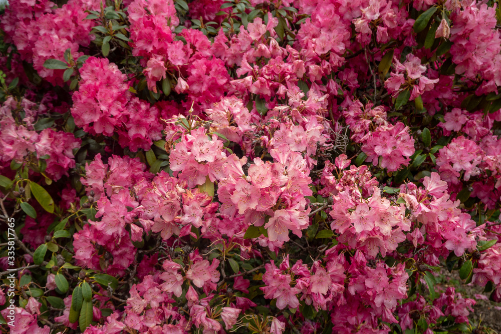 Charming scene of colorful pinl flowers with sunlight for background and wallpaper , copy space , texture Charming scene of colorful pinl flowers with sunlight for background and wallpaper , copy space , texture
