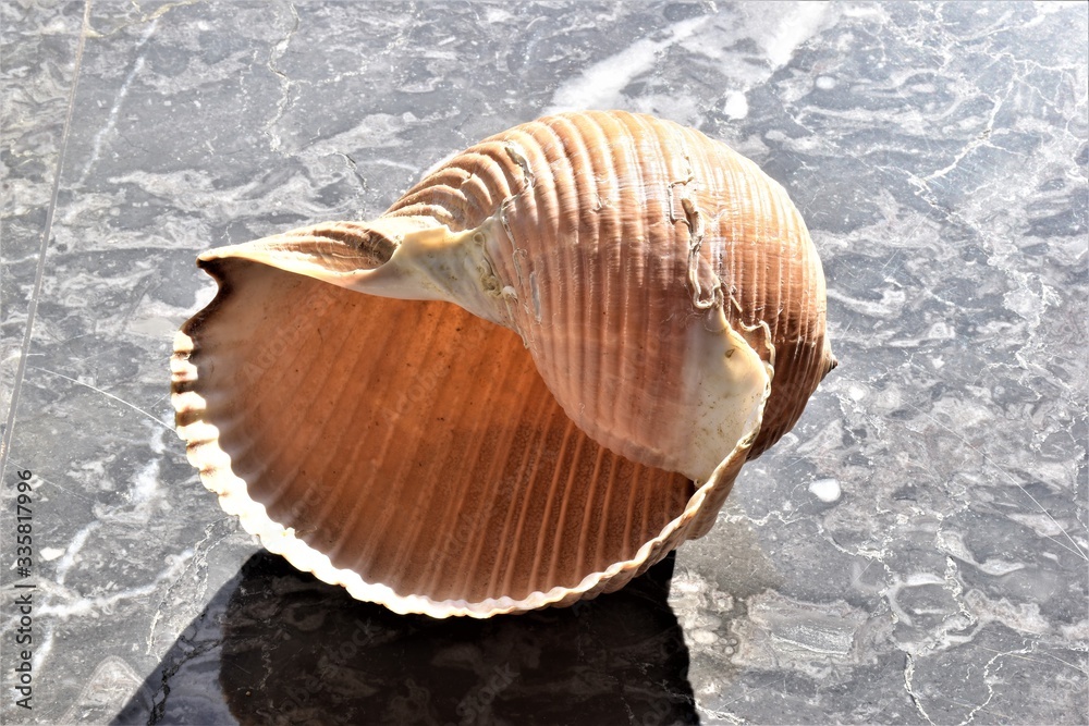 Tonna galea. Conchiglia di un mollusco gasteropodi più grande del Mediterraneo, 25 cm di lunghezza. Sicilia