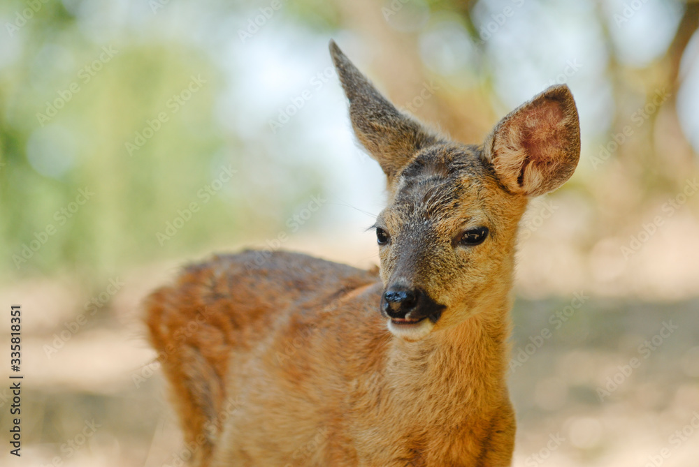 Portrait de petits chevreuils au milieu d'une foret en Europe durant l'été.