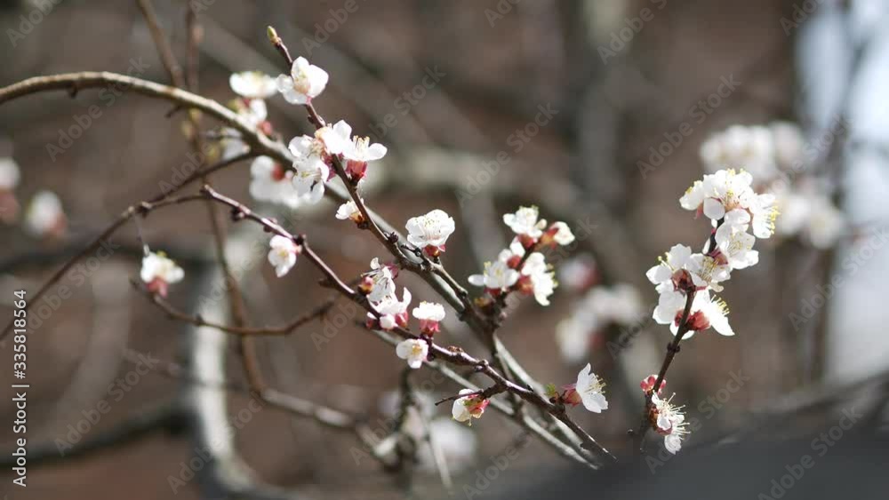 Prunus armeniaca blossom tree at early spring. A branch of blooming apricots in late March. Apricot blossoms one of the very first among fruit trees. Large white flowers attract pollinator insects Prunus armeniaca blossom tree at early spring. A branch of blooming apricots in late March. Apricot blossoms one of the very first among fruit trees. Large white flowers attract pollinator insects