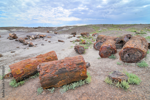 Petrified Forest National Park  in  Arizona named for its large deposits of petrified wood