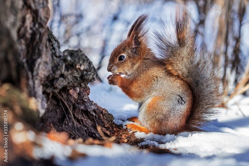 squirrel © Irina