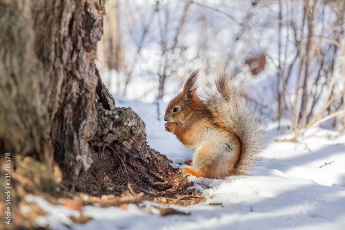 squirrel © Irina