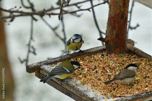 Blue tit eating seeds on fodder rack in winter together with great tit and marsh tit