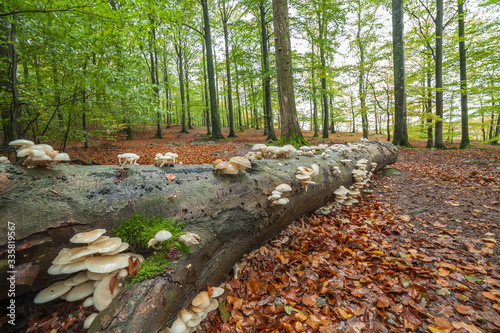 Flat white mushrooms growing on tree trunk in forest photo