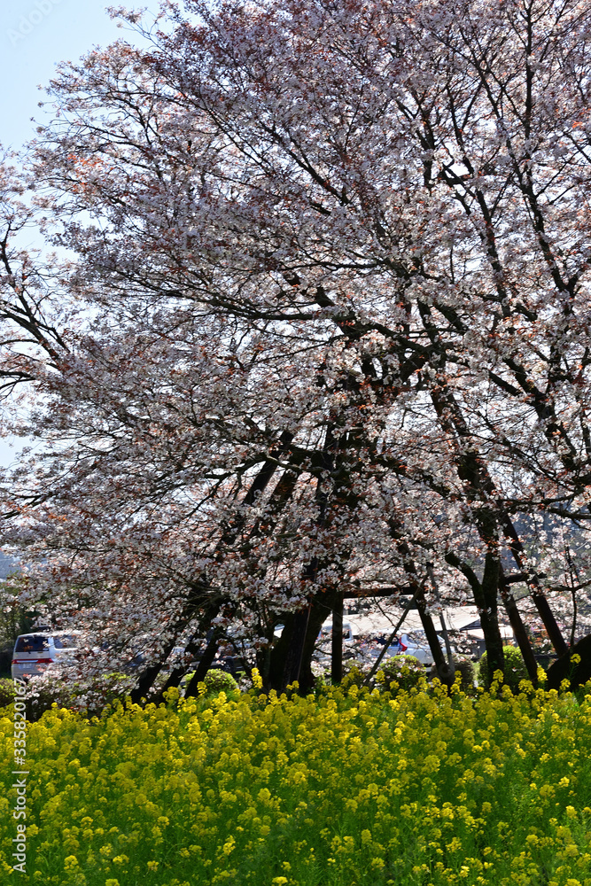 Fototapeta premium The cherry blossoms are in full bloom